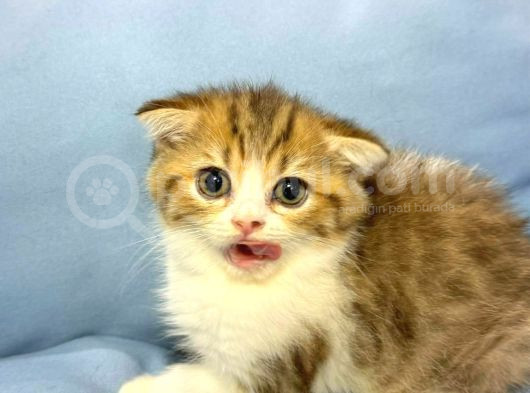 Güzeller Güzeli̇ Scottish Fold Yavrularimiz