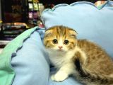 Güzeller Güzeli̇ Scottish Fold Yavrularimiz