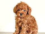 Tooy Poodle Cinsi Yavrular Dişi Erkek Mevcuttur 
