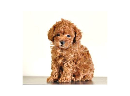 Tooy Poodle Cinsi Yavrular Dişi Erkek Mevcuttur  görsel