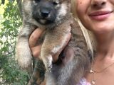 Shiba Inu Yavruları