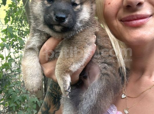 Shiba Inu Yavruları görsel