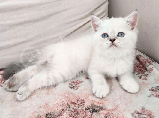 Pamuk Prenses Yeni Ailesini Bekliyor görsel
