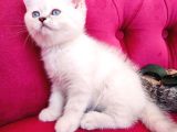 Pamuk Prenses Yeni Ailesini Bekliyor