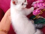 Pamuk Prenses Yeni Ailesini Bekliyor