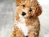 Kahve Tonlu Puppy Kıvırcık Tüylü Malti̇po Ci̇nsi̇ 