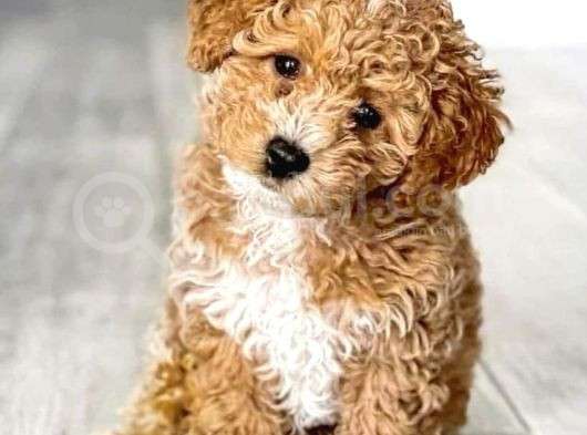 Kahve Tonlu Puppy Kıvırcık Tüylü Malti̇po Ci̇nsi̇  görsel