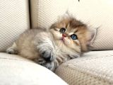 Munchkin Cüce Kedi Yavruları