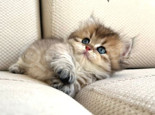 Munchkin Cüce Kedi Yavruları görsel