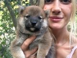 Shiba Inu Yavruları