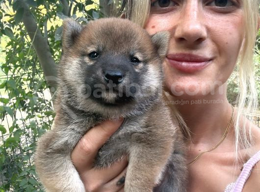 Shiba Inu Yavruları