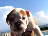 Ori̇ji̇nal Irk İngi̇li̇z Bulldog Bebeği̇mi̇z