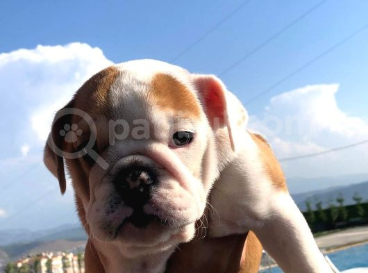 Ori̇ji̇nal Irk İngi̇li̇z Bulldog Bebeği̇mi̇z görsel