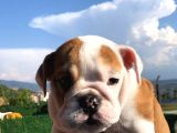 Ori̇ji̇nal Irk İngi̇li̇z Bulldog Bebeği̇mi̇z