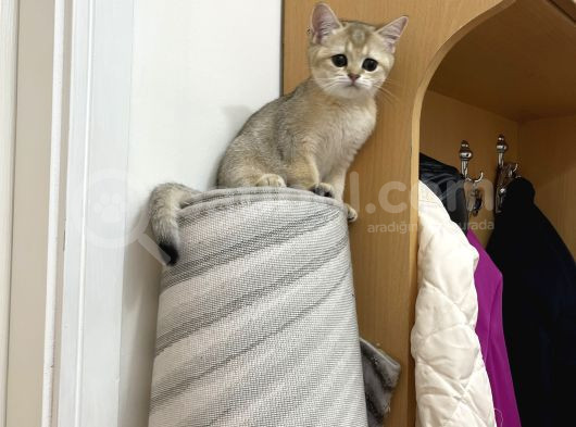 Scrli Golden Dişi Bebeğimiz görsel