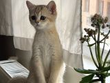 Scrli Golden Dişi Bebeğimiz