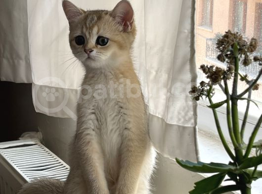 Scrli Golden Dişi Bebeğimiz görsel