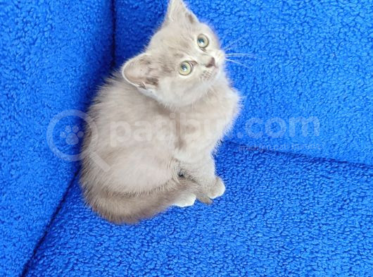 Bri̇ti̇sh Li̇lak Şorthai̇r Yavrum Tesli̇me Hazir görsel