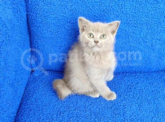 Bri̇ti̇sh Li̇lak Şorthai̇r Yavrum Tesli̇me Hazir görsel