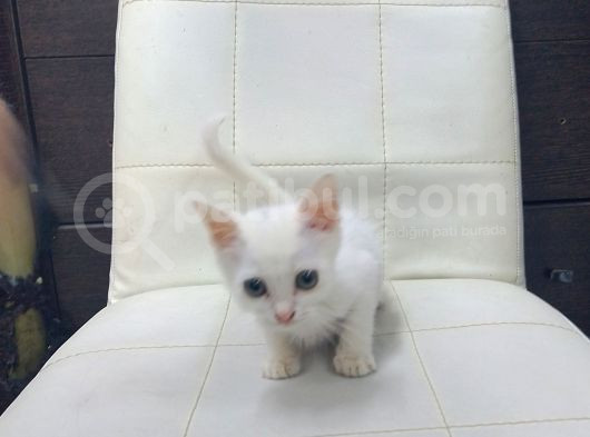 Güzel Yavrularımız Sizi Bekliyor görsel