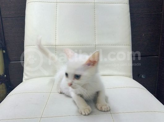 Güzel Yavrularımız Sizi Bekliyor görsel