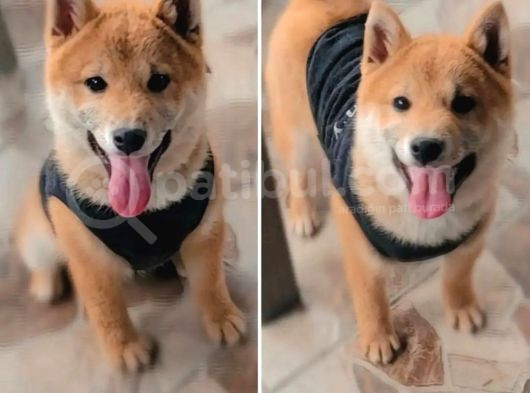 Shiba Inu Yavruları görsel