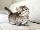 munchkin Cüce Kedi Yavruları