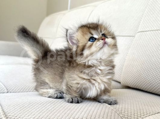 Munchkin Cüce Kedi Yavruları