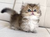 Munchkin Cüce Kedi Yavruları