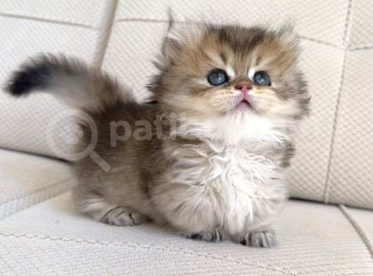 Munchkin Cüce Kedi Yavruları görsel