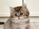 Munchkin Cüce Kedi Yavruları