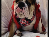 Ori̇ji̇nal Irk İngi̇li̇z Bulldog Bebeği̇mi̇z