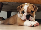 İNGİLİZ BULLDOG BEBEKLERİMİZ