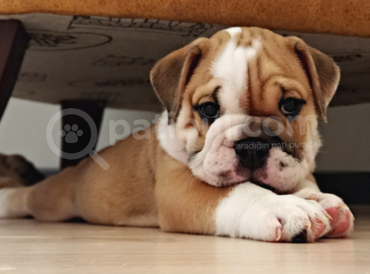 İngi̇li̇z Bulldog Bebekleri̇mi̇z