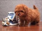 Tooy Poodle Cinsi Yavrular Dişi Erkek Mevcuttur 