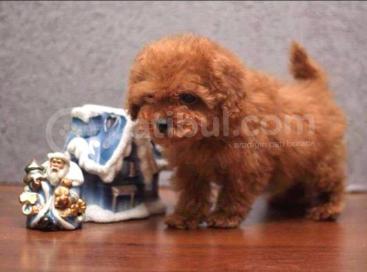 Tooy Poodle Cinsi Yavrular Dişi Erkek Mevcuttur  görsel