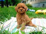 Tooy poodle cinsi yavrular Dişi erkek mevcuttur 