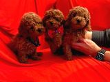 Tooy poodle cinsi yavrular Dişi erkek mevcuttur 