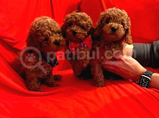 Tooy Poodle Cinsi Yavrular Dişi Erkek Mevcuttur 