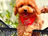 Tooy Poodle Cinsi Yavrular Dişi Erkek Mevcuttur 