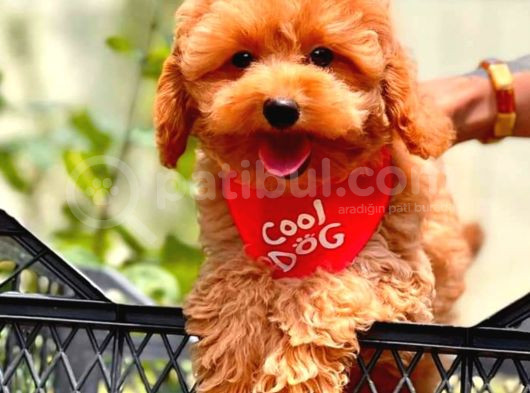 Tooy Poodle Cinsi Yavrular Dişi Erkek Mevcuttur  görsel
