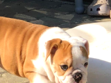 ORİJİNAL IRK İNGİLİZ BULLDOG BEBEĞİMİZ