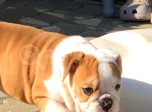 Ori̇ji̇nal Irk İngi̇li̇z Bulldog Bebeği̇mi̇z