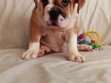 İngi̇li̇z Bulldog Bebekleri̇mi̇z
