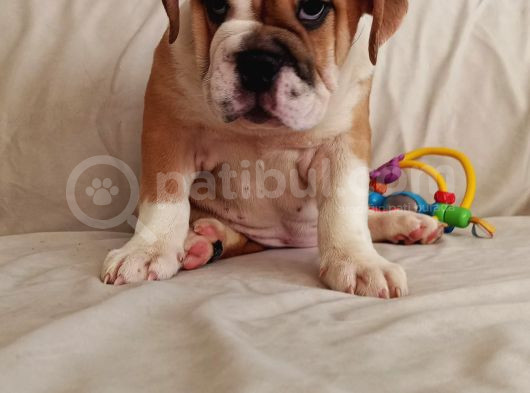 İngi̇li̇z Bulldog Bebekleri̇mi̇z görsel