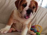İngi̇li̇z Bulldog Bebekleri̇mi̇z