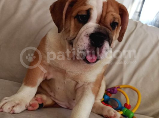 İngi̇li̇z Bulldog Bebekleri̇mi̇z görsel