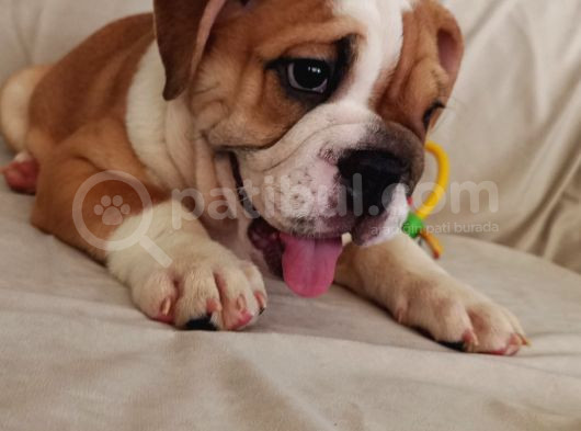 İngi̇li̇z Bulldog Bebekleri̇mi̇z görsel