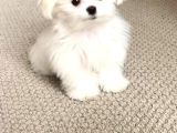 Maltesse terrier cinsi mini Boy Puppy Kar beyaz 