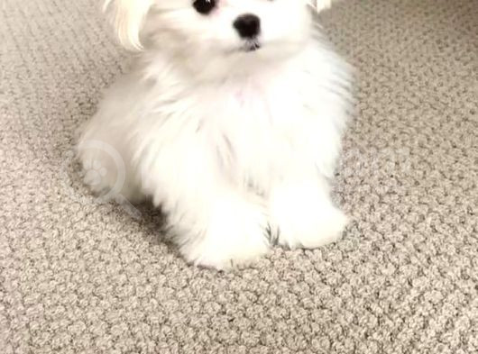 Maltesse Terrier Cinsi Mini Boy Puppy Kar Beyaz 